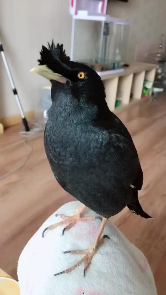 视频八哥是,智慧与灵性的象征