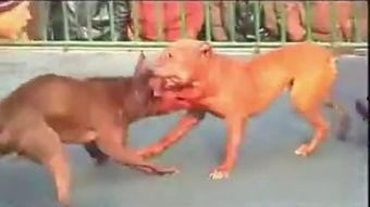 斗狗视频下载,揭秘残酷竞技背后的真相